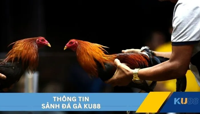 Thông tin sảnh đá gà KU88